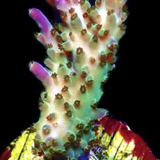 WYSIWYG 25B Pearlberry Acropora
