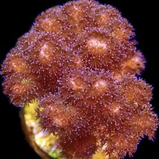 WYSIWYG M9 Cherry Tree Pocillopora Frag