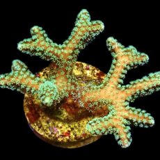 WYSIWYG 20B Fibre Optic Seriatopora Frag