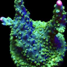 WYSIWYG 10H Rainbow Staghorn Acropora Large