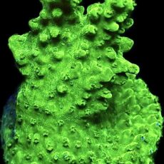 WYSIWYG 12J Green Slimer Acropora Frag