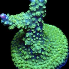WYSIWYG 14F Rainbow Staghorn Acropora Large