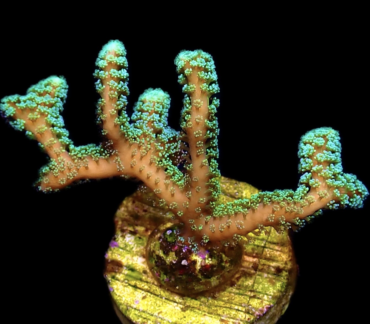 WYSIWYG 7G Fibre Optic Seriatopora Frag