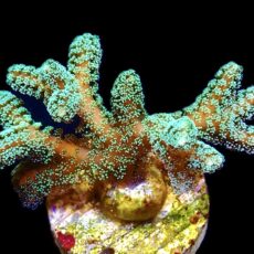 WYSIWYG 8i Fibre Optic Seriatopora Frag