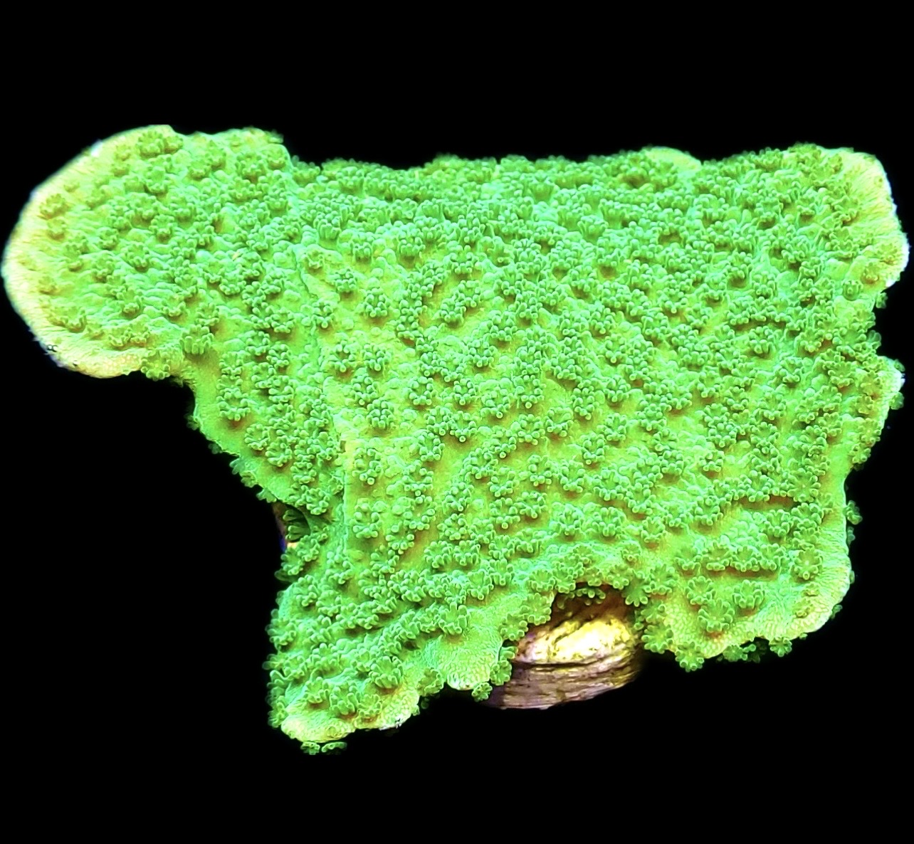 WYSIWYG 12B Green Goblin Montipora Frag