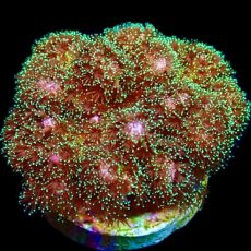 WYSIWYG 14B Sparkling Tinsel Pocillopora