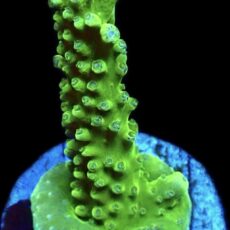 WYSIWYG 17H Bali Slimer Staghorn Acropora