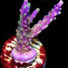 WYSIWYG 18C Purple Monster Acropora Frag