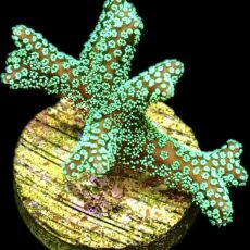 WYSIWYG 19B Super Bright Fibre Optic Seriatopora Frag