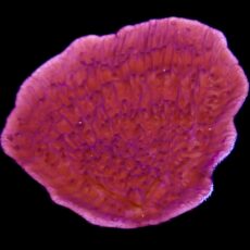WYSIWYG 16D Purple Plating Montipora Frag