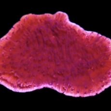 WYSIWYG 15B Purple Plating Montipora Frag