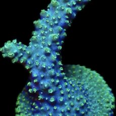 WYSIWYG 21D Rainbow Staghorn Acropora Large