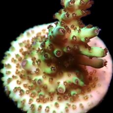 WYSIWYG 20H Rainbow Acropora Granulosa Frag