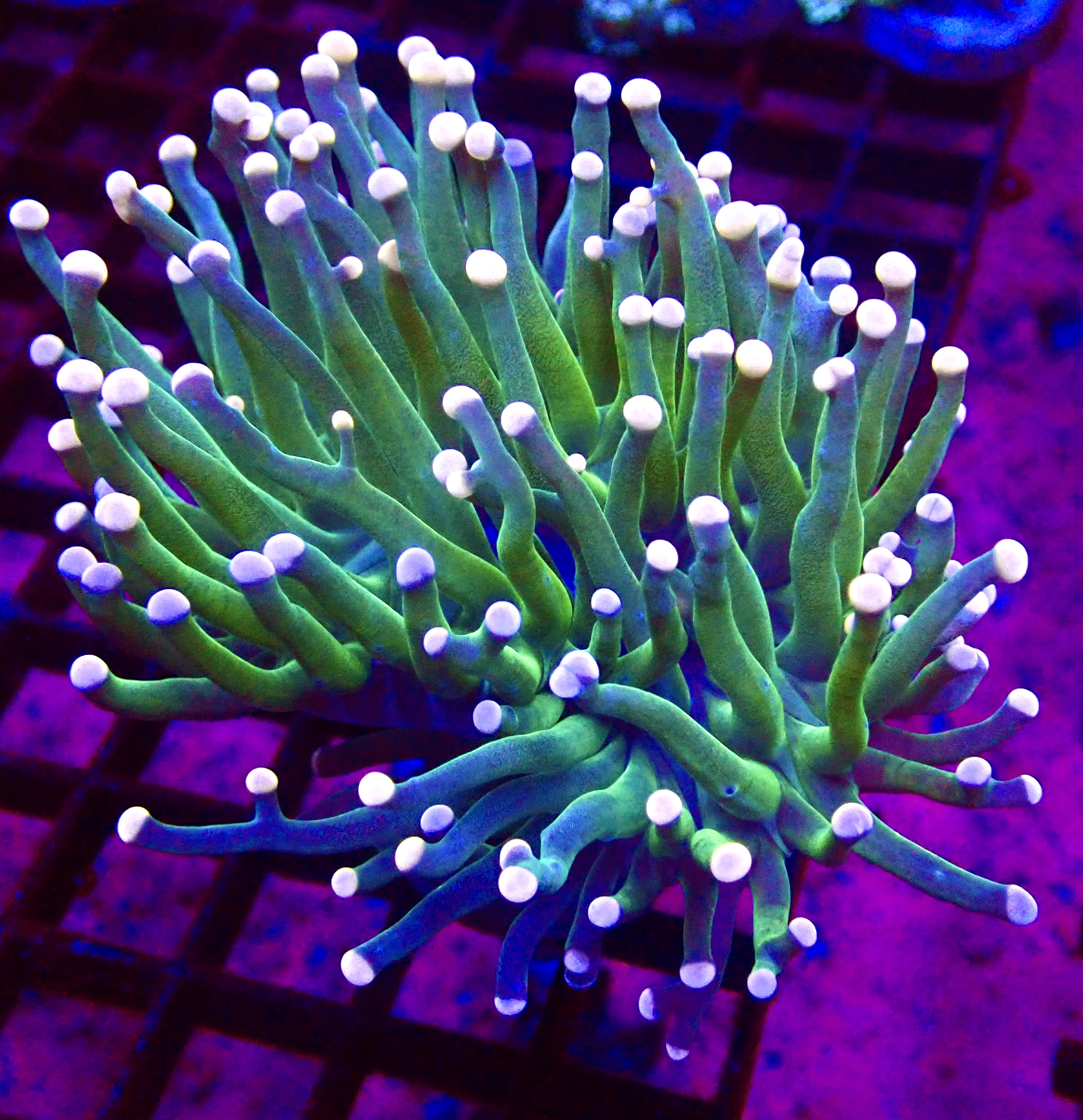 WYSIWYG Cotton Candy Torch Euphyllia Colony 32