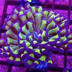 WYSIWYG Branching Tri-Colour Hammer 5