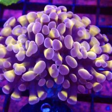 WYSIWYG Orange / Purple Branching Hammer 45