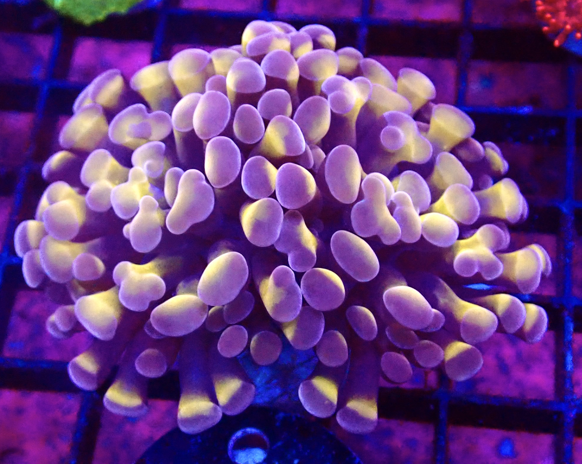 WYSIWYG Orange / Purple Branching Hammer 45