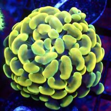 WYSIWYG Gold / Lime Hologram Branching Hammer 37
