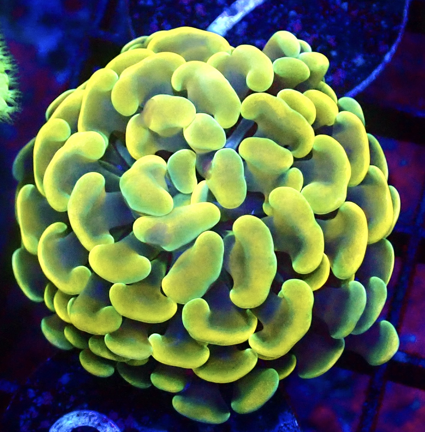 WYSIWYG Gold / Lime Hologram Branching Hammer 37