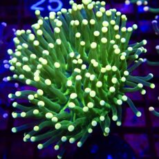 WYSIWYG Lime/Orange Euphyllia Cristata 11