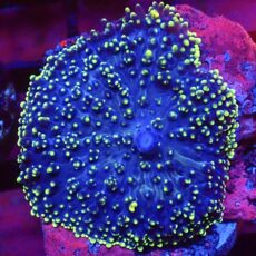 WYSIWYG Purple/Green Frilly Mushroom A61