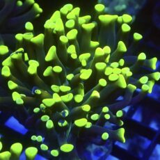 WYSIWYG Neon Branching Hammer 21