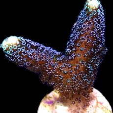 WYSIWYG 20K Purple Stylophora Milka