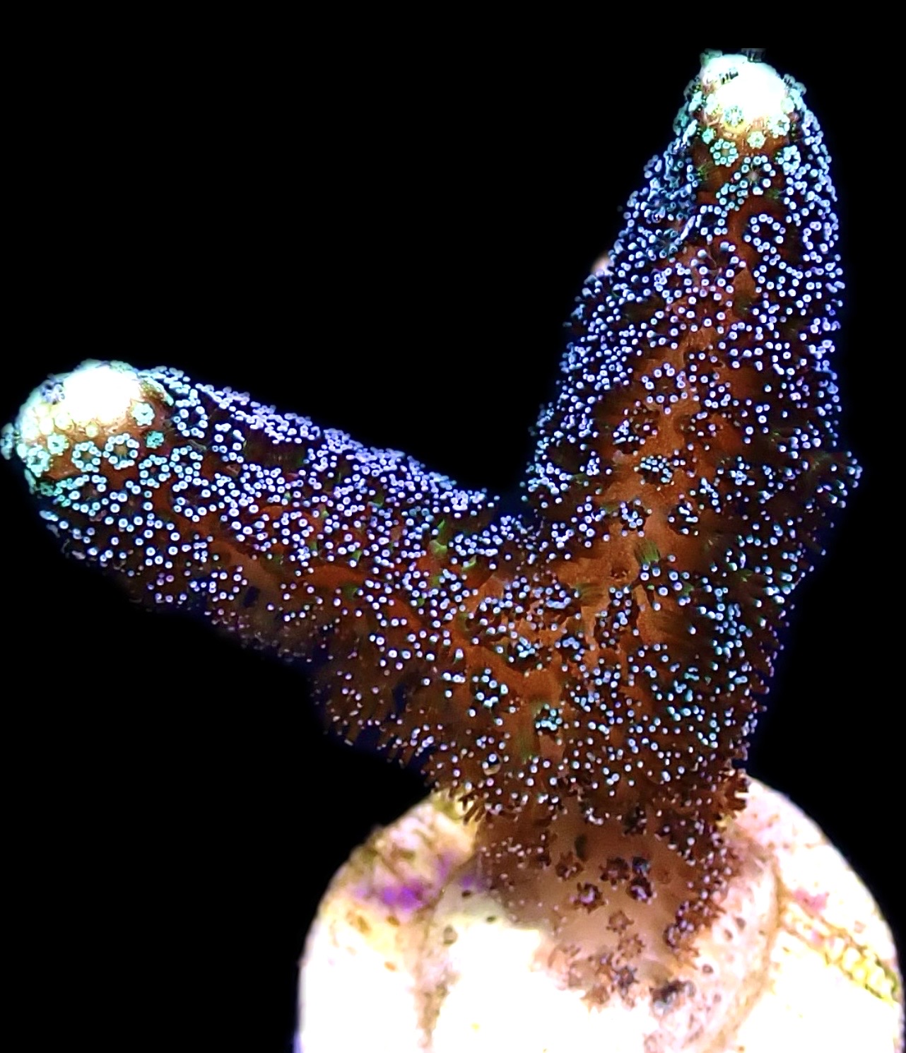 WYSIWYG 20K Purple Stylophora Milka