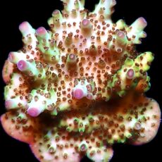WYSIWYG 21E Rainbow Acropora Granulosa Frag XL