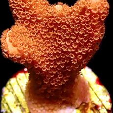 WYSIWYG 23H Burning Ember Montipora Frag