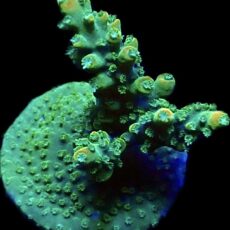 WYSIWYG 24H Rainbow Staghorn Acropora