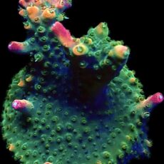 WYSIWYG 25i Krakatoa Acropora Frag Large