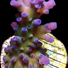 WYSIWYG 26B Electric Miyagi Tort Acropora Frag