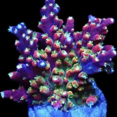 WYSIWYG 13i Galactica Acropora Extra Large