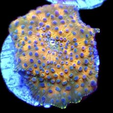 WYSIWYG 30G Blue Spotted Discosoma Mushroom