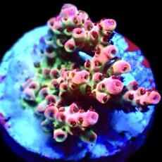 WYSIWYG 20F Bill Murray Acropora Frag