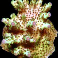 WYSIWYG 16i  Rainbow Acropora Granulosa Frag Extra Large