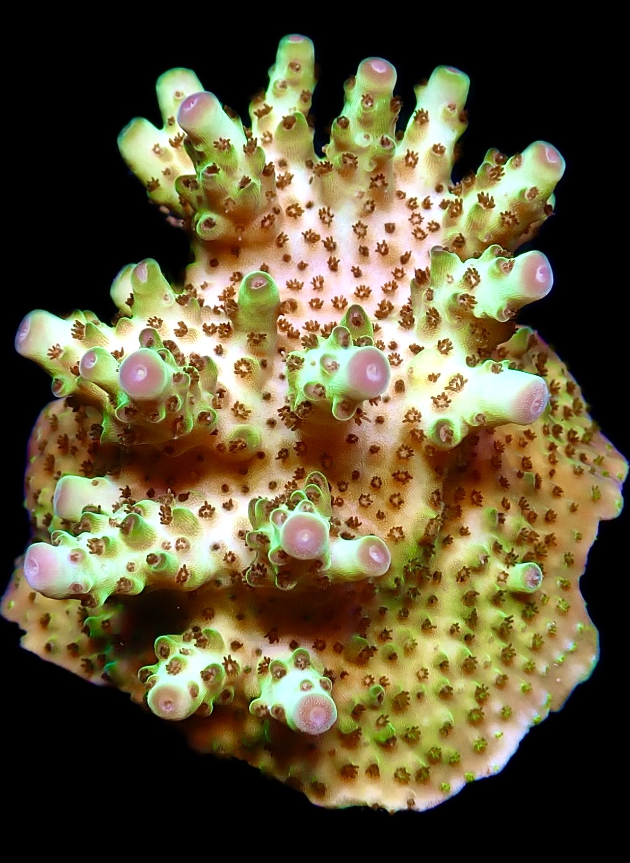 WYSIWYG 16i Rainbow Acropora Granulosa Frag Extra Large