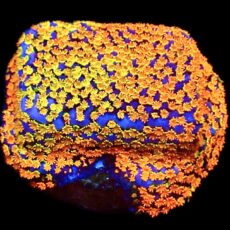 WYSIWYG 11E Rainbow Montipora