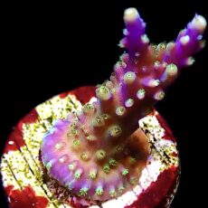 WYSIWYG 22i Purple Monster Acropora Frag