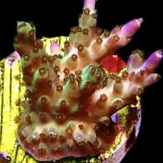 WYSIWYG 22J Pearlberry Acropora Frag