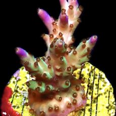 WYSIWYG 16C Pearlberry Acropora