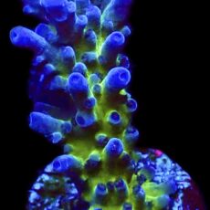 WYSIWYG M14 Electric Miyagi Tort Acropora Frag Extra Large