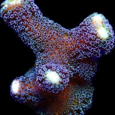 WYSIWYG M19 Purple Stylophora Milka Extra Large