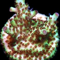 WYSIWYG M22 Berry Blast Granulosa Frag
