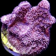 WYSIWYG M4 Ultra Purple Scrolling Pavona