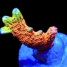 WYSIWYG 24C Bubblegum Montipora