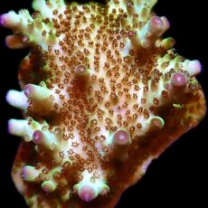 WYSIWYG M33 Tabling Berry Blast Granulosa Frag Extra Large