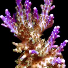 WYSIWYG 26D Magic Magenta Acropora Frag Extra Large