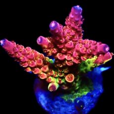 WYSIWYG 11F PC Rainbow Acropora Frag